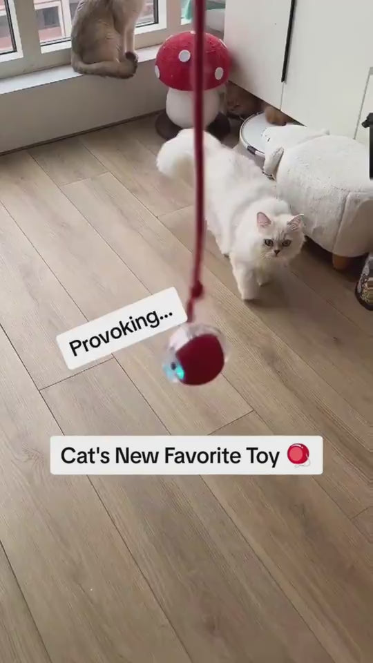 Self-rolling cat toy ball in action - TikTok style demo