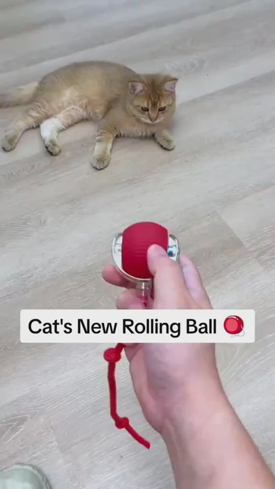 Cat toy ball rolling demo - paw touch wake-up feature