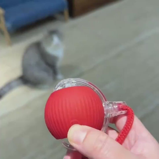 Interactive cat toy ball with white dog - multi-pet play demo