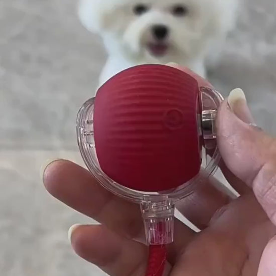 Hand holding interactive cat toy / DOG toy ball red variant - size reference demo