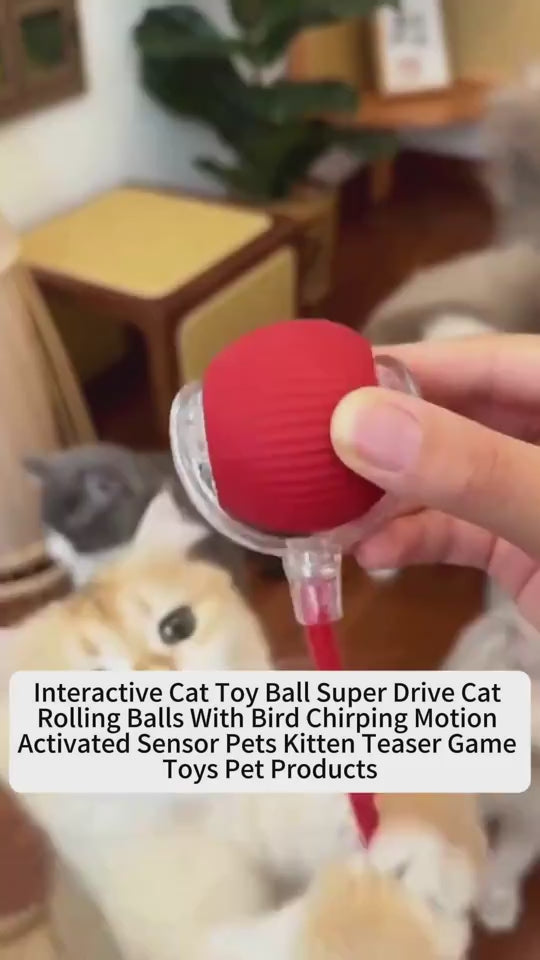 Cat interacting with self-rolling cat toy ball - real use demo